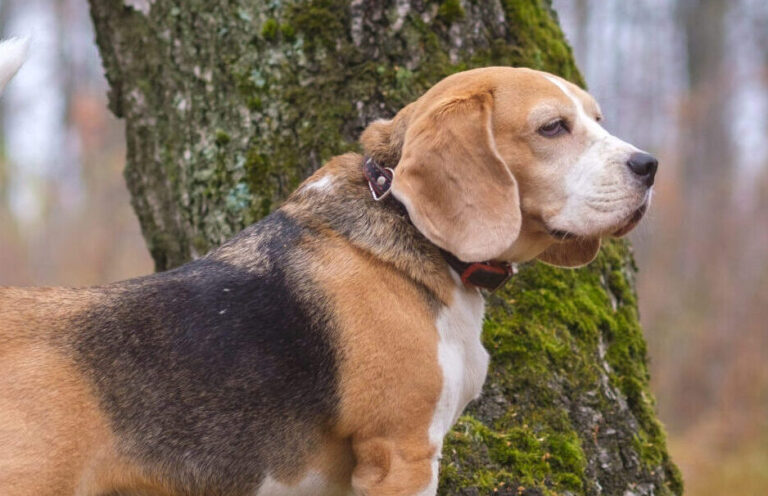 Beagle